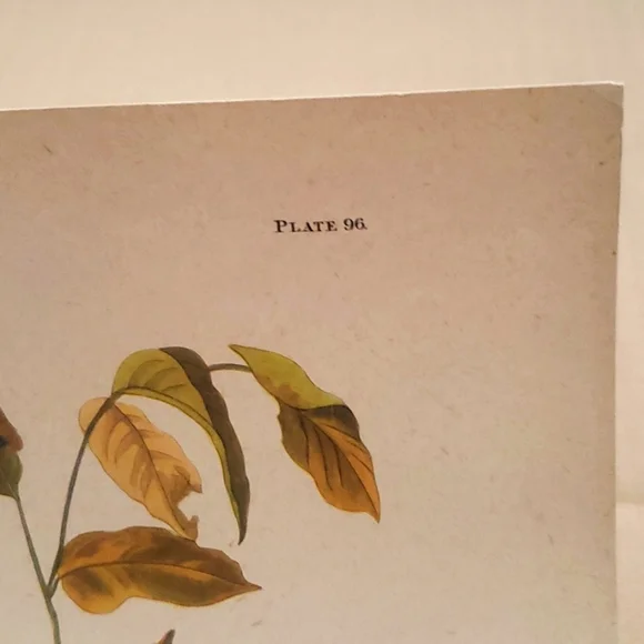 JOHN JAMES AUDUBON (1785-1851) "Columbia Jay, No. 20” Print 1948 - Picture 5 of 11